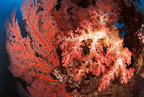 Soft coral {Dendronephthya sp} + Gorgonia fan  Sulu-sulawesi seas, Indo Pacific