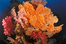 Soft coral {Dendronephthya sp} + Gorgonia fan  Sulu-Sulawesi seas, Indo Pacific