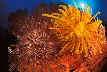 Featherstars {Crinoidea} on fan coral, Sulu-sulawesi seas, Indo Pacific