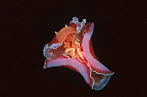 Spanish dancer {Hexabranchus sanguineus} Sulu-sulawesi seas, Indo Pacific