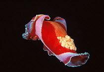 Spanish dancer {Hexabranchus sanguineus} Sulu-Sulawesi seas, Indo Pacific