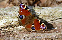 Peacock butterfly showing eye spots {Inachis io} England UK
