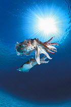 Broadclub cuttlefish mating {Sepia latimanus} Sulu-sulawesi seas, Indo-Pacific