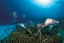 Group of Broadclub cuttlefish gathered as females lay eggs on reef {Sepia latimanus} Sulu-sulawesi seas, Indo-Pacific