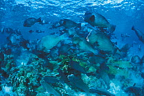 Shoal of Bumphead parrotfish {Bolbometopon muricatum} feeding at coral reef, Sulu-sulawesi seas, Indo-Pacific