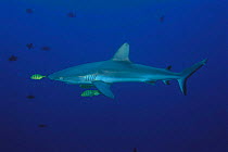 Grey reef shark {Carcharhinus amblyrhynchos} Sulu-sulawesi seas, Indo-pacific