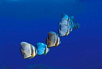 Longfin spadefish {Platax teira} Sulu-sulawesi seas, Indo-pacific