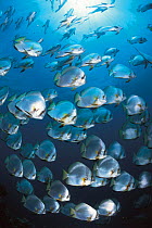 Spadefish {Platax sp} Sulu-sulawesi seas, Indo-pacific