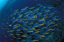 Blue and gold fusiliers schooling {Caesio teres} Sulu-sulawesi seas, Indo-pacific