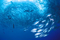School of Bigeye jacks {Caranx sexfasciatus} + Barracudas {Sphyraena sp} in background,  Sulu-sulawesi seas, Indo-Pacific