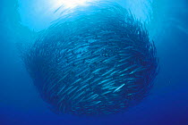 School of Barracudas in tight ball {Sphyraena sp} Sulu-sulawesi seas, Indo-pacific
