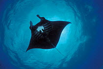 Manta ray {Manta birostris} from below, Sulu-sulawesi seas, Indo-Pacific