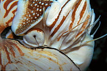 Close up of siphon of Pearly nautilus {Nautilus pompilius} Sulu-sulawesi seas. Used to fill shell with water to sink and expell water to rise, lateral movement by jet propulsion