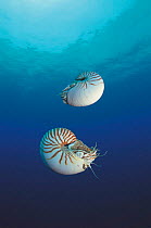 Two Pearly nautilus {Nautilus pompilius} Sulu-sulawesi seas, Indo-pacific. Fills shell with water to sink and expells water to rise, lateral movement by jet propulsion