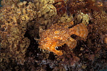 Sargassum frogfish (anglerfish) hidden on seaweed {Histrio histrio} Sulu-sulawesi seas, Indo-pacific ocean