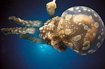 Papua jellyfish {Mastigias papua} Sulu-sulawesi seas, Indo-Pacific ocean