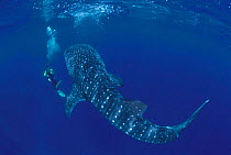 Whale shark {Rhincodon typus} + diver Sulu-sulawesi seas, Indo-pacific