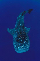 Whale shark {Rhincodon typus} Sulu-sulawesi seas, Indo-pacific