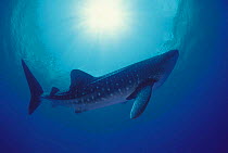 Whale shark {Rhincodon typus} Sulu-sulawesi seas, Indo-pacific
