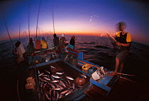Funae fishermen use Anchovy bait to catch Tuna at sunrise in Rakit area, Indonesia. Rakit is a thatched hut on a raft occupied by custodian who attracts fish to surface with lanterns. Boats pay to fis...