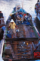 Unloading fish at Manado - tuna caught in Rakit area where custodian attractas fish from deep waters with lanterns at night for other fishing boats to catch at dawn. Boats pay to fish there. 2000