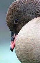 Pink footed goose close up {Anser brachyrhynchus} Lancashire, England.