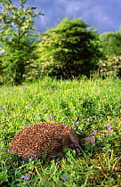 Hedgehog resting in grass {Erinaceus europaeus} Hessilhead, Ayrshire, Scotland, captive