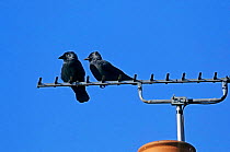 Two Jackdaws on television aerial {Corvus monedula} Wiltshire England UK