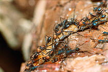 Army ants dragging centipede prey back to nest {Eciton burchelli} Santa Rosa NP, Guanacaste, Costa Rica, Central America