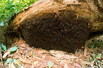 Army ant bivouac made entirely from body mass of migrating ants {Eciton burchelli} Santa Rosa NP, Guanacaste, Costa Rica, Central America