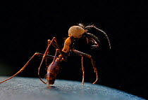 Army ant soldier portrait - jaws used for defence and suture purposes.{Eciton burchelli} Santa Rosa NP, Guanacaste, Costa Rica, Central America