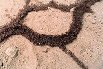 African driver / Siafu / Safari ant migration trail {Dorylus / Anomma species}