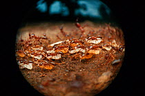 African driver / Siafu / Safari worker ants carrying larvae whole migrating {Dorylus / Anomma species) Tanzania, East Africa