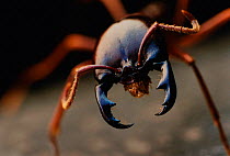 African driver / Siafu / Safari ant close up portrait of soldier with large jaws {Dorylus / Anomma species}. Ant is blind. Tanzania, East Africa