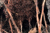 African driver / Siafu / Safari ant nest under root system of banana tree {Dorylus / Anomma sp} Tanzania, East Africa
