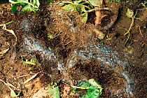 African driver / Siafu / Safari ants feeding on dead cobra. Prey stripped to the bone in three days {Dorylus / Anomma species}