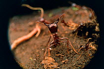 African driver / Siafu / Safari ant in defensive pose {Dorylus / Anomma species}