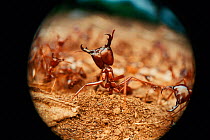 African driver ant / Siafu / Safari ant in defensive posture {Dorylus / Anomma species}