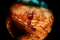 African driver / Siafu / Safari ant  in defensive/aggressive posture {Dorylus / Anomma species}