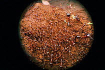 African driver / Siafu (Safari) ants migrating {Dorylus / Anomma species}  Tanzania, East Africa