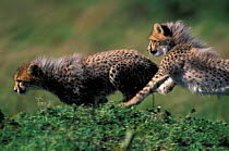 Three-month-old Cheetah cubs playing {Acinonyx jubatus} Masai Mara, Kenya