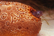Pearlfish {Carapus sp} hiding in anus of sea cucumber Sula-Sulawesi seas, Indo-Pacific