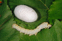 Silkworm moth chrysalis and larva {Bombyx mori} on Mulberry leaf
