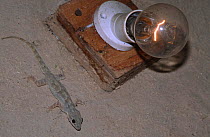 Yellow bellied house gecko {Hemidactylus flaviviridis} on ceiling next to light, Bandhavgarh NP, Madhya Pradesh, India