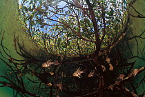 Shoal of Orbiculate cardinalfish {Sphaeramia orbicularis} amongst Mangrove roots. Sulu-sulawesi seas, Indo-pacific. Fish-eye image