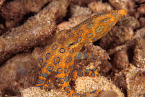 Pacific blue ringed octopus {Hapalochlaena maculosa} Sulu-sulawesi seas, Indo-Pacific