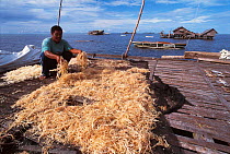 Seaweed drying. Arenas, Cagayancillo, Philippines. Seaweed used to produce carageen, a binding agent used extensively in cosmetic products. 2000