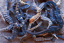 Dried seahorses from catch for Chinese market. Bohol, Philippines.