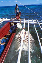 Unwanted Whale shark parts are dumped at sea Pamilacan, Bohol, Philippines. 1997