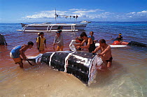 Whale shark slaughtered and cut up in shallow water. Pamilacan, Bohol, Philippines. 1997